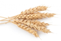 Колосся пшениці на білому тлі — Здоров &quot;я, Природа - Stock Photo |  #131486480